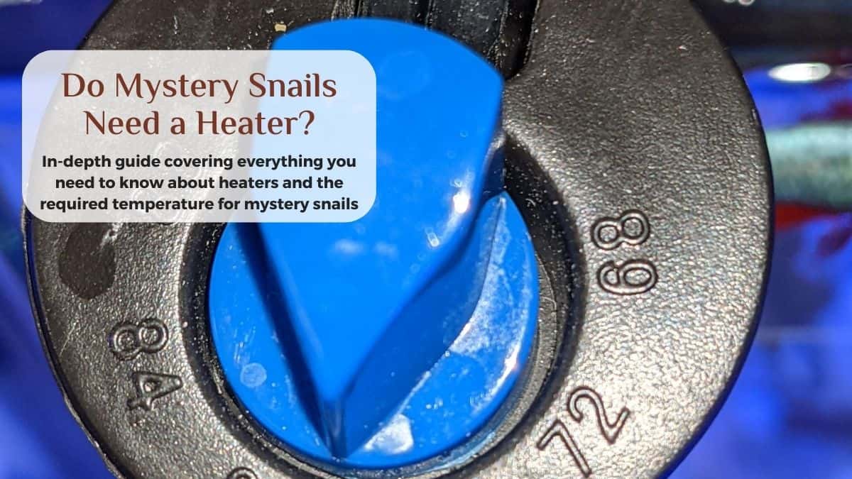 do mystery snails need heaters?