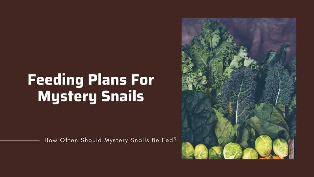 Feeding Plans feeding patters for mystery snails