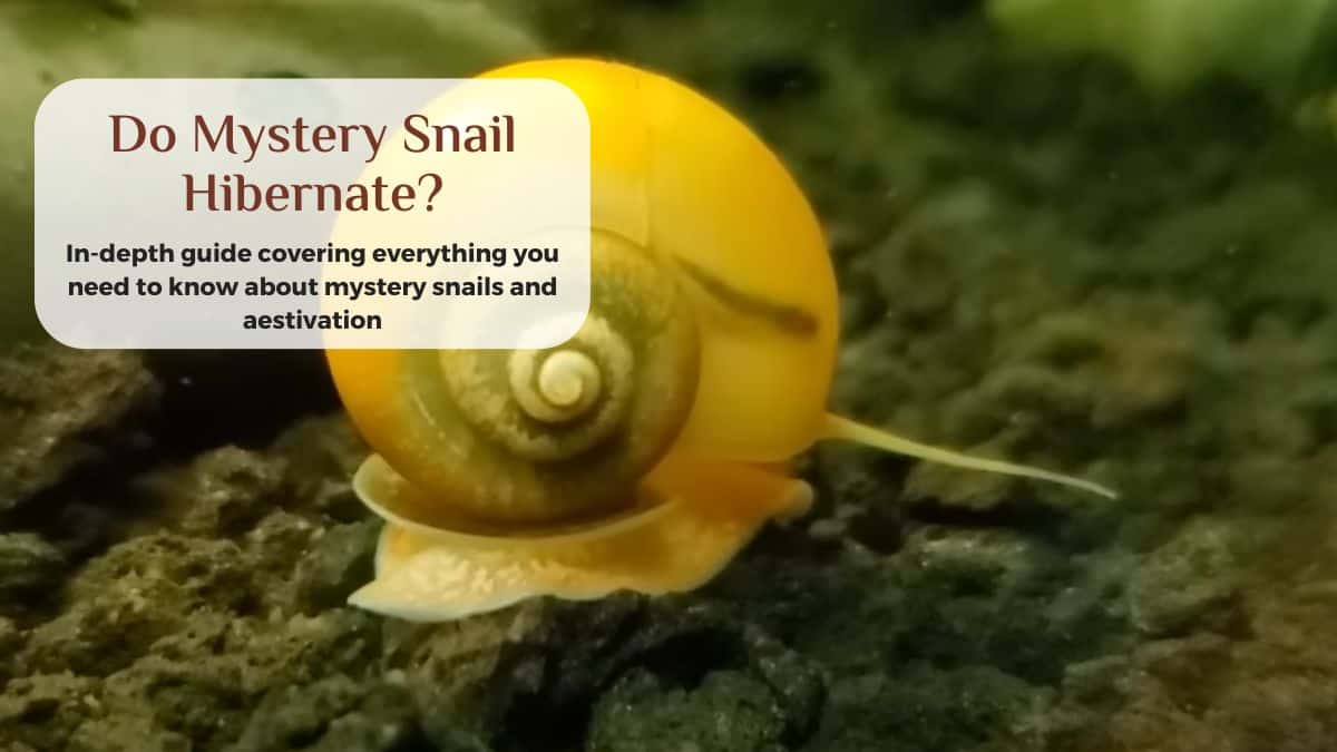 do mystery snails hibernate or aestivate