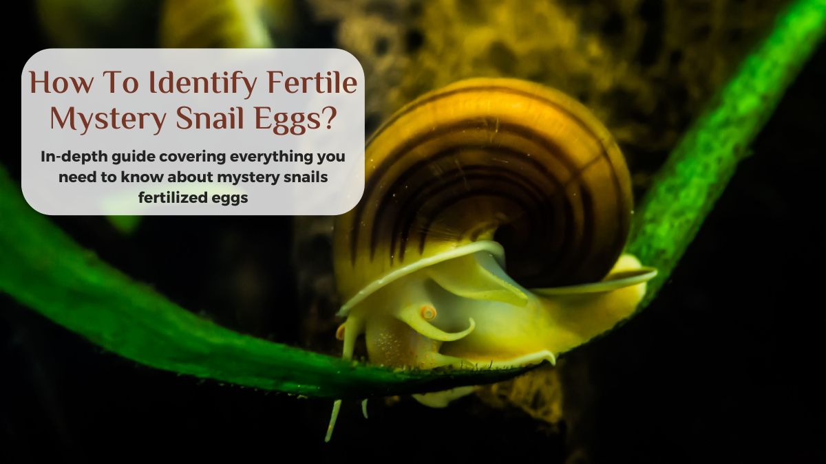 how to tell if mystery snail eggs are fertile