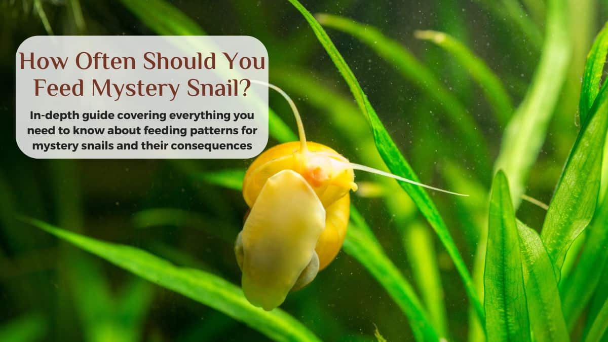 how often to feed mystery snails
