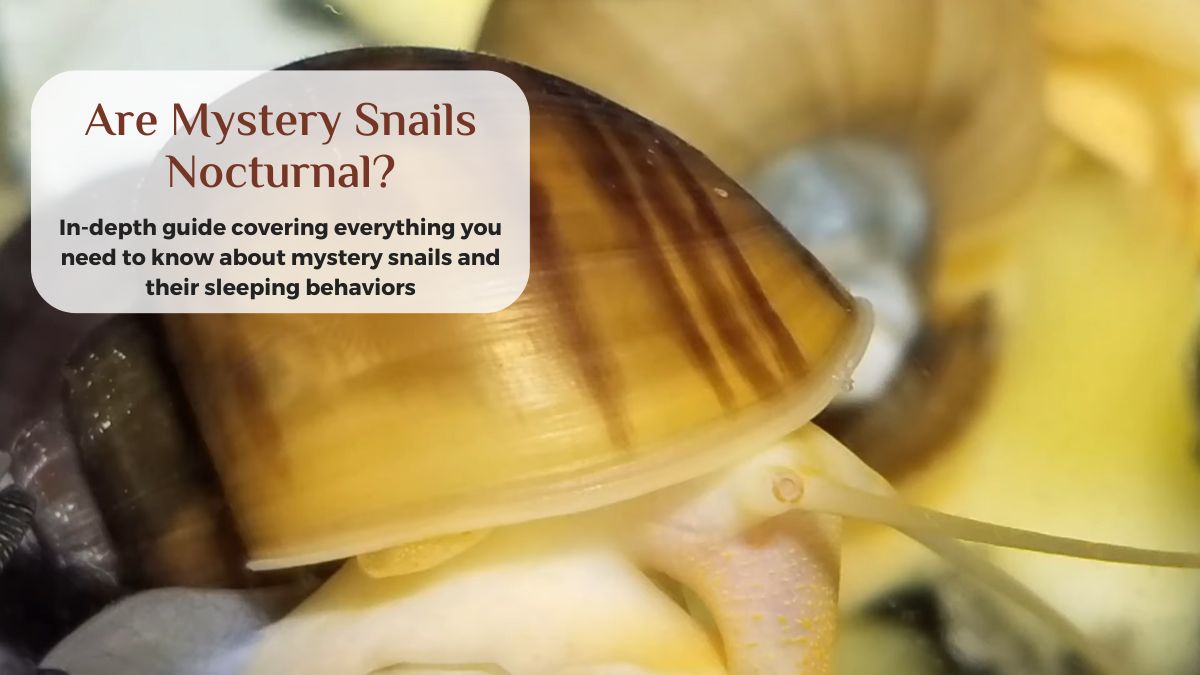 are mystery snails nocturnal or diurnal