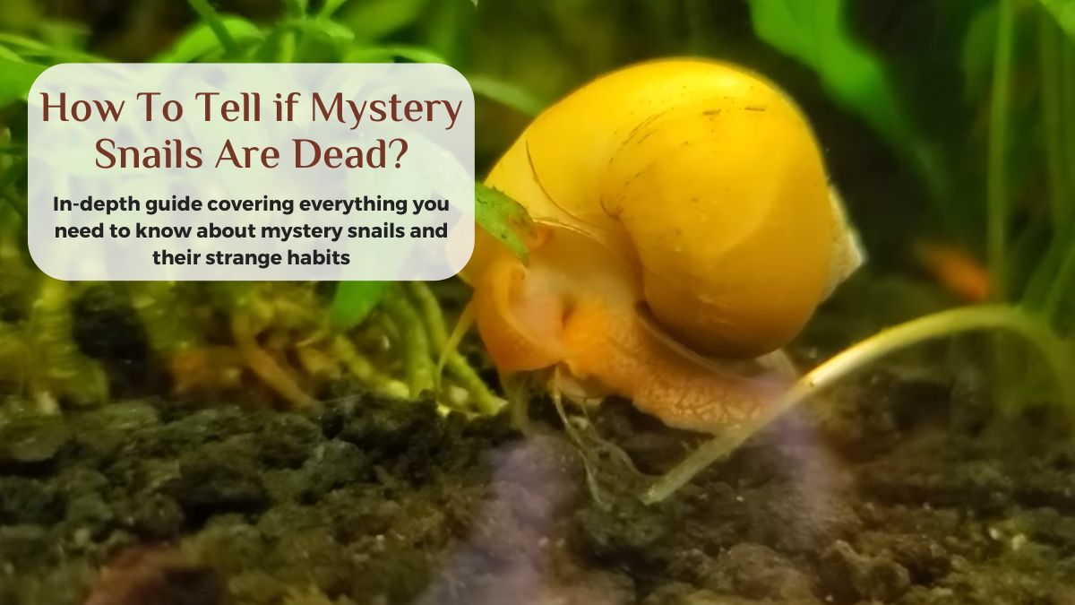 how to tell if a mystery snail is dead