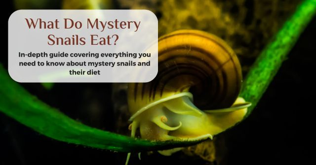 what do mystery snails eat