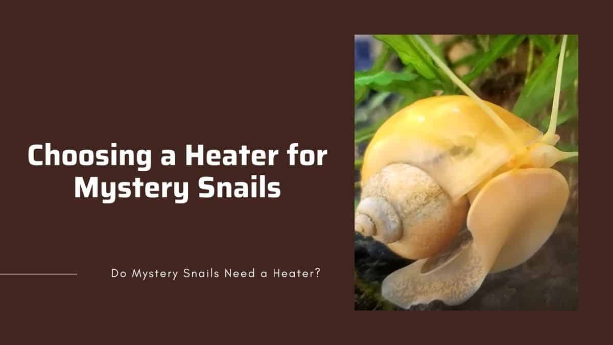 how to choose a heater guide in choosing the best heater for mystery snails