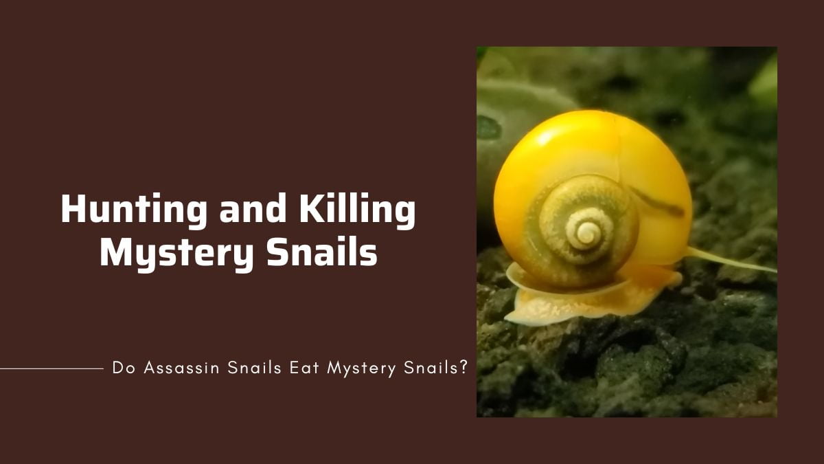 hunting mystery snails how do assassin snails kill mystery snails
