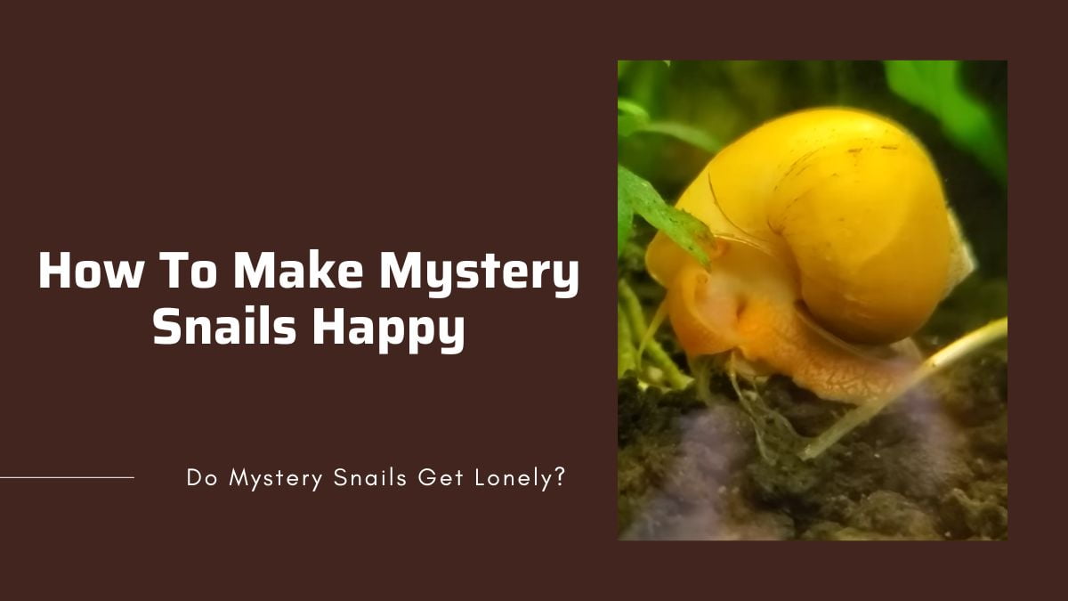 keeping mystery snails happy how to keep mystery snails satisfied and happy