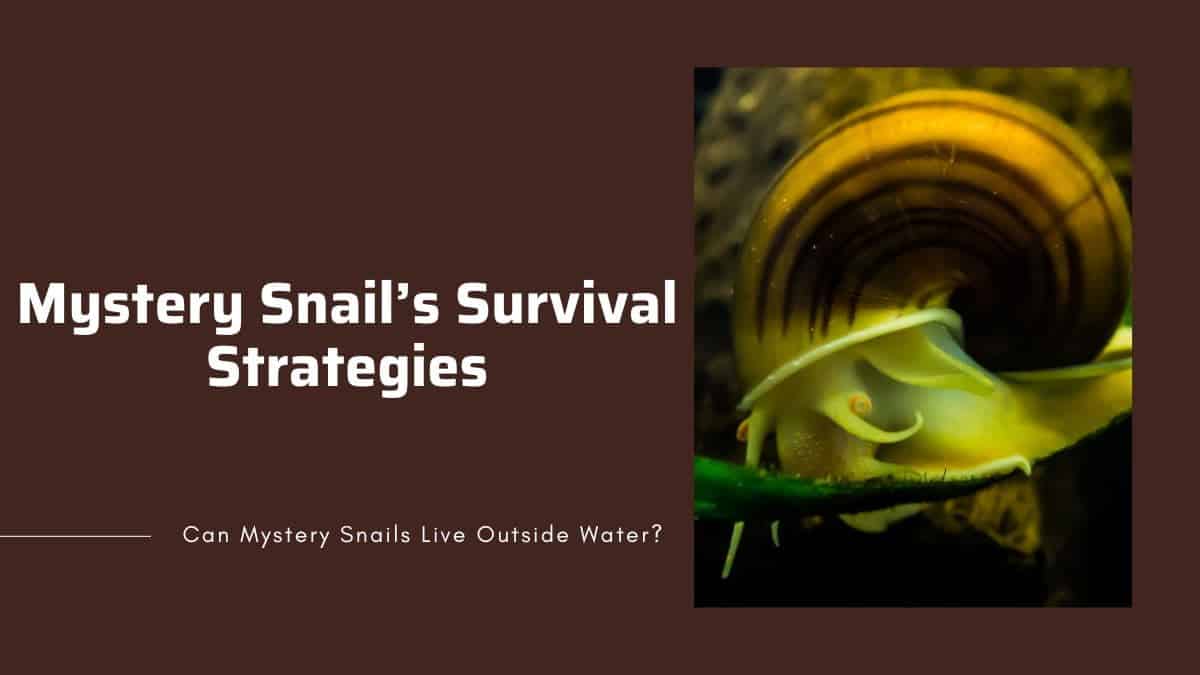 living outside water how can mystery snail survive outside water