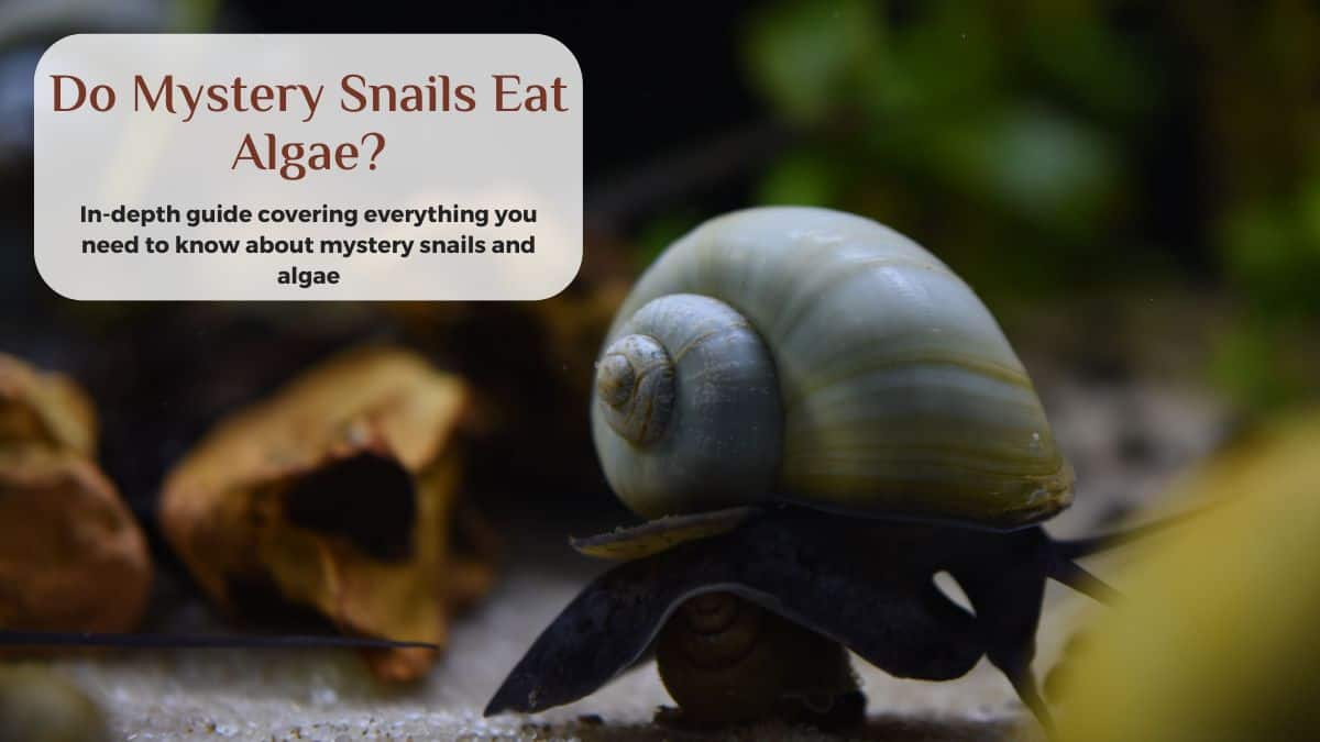 will mystery snails eat algae