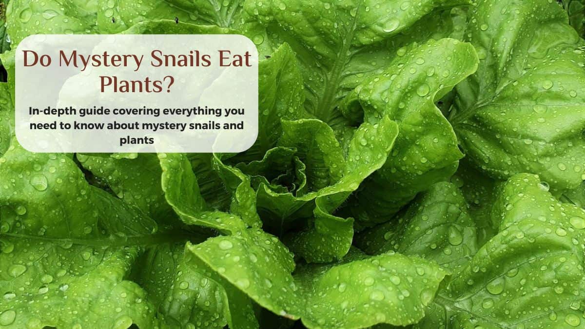 do mystery snails eat plants