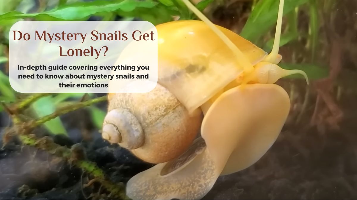 do mystery snails get lonely