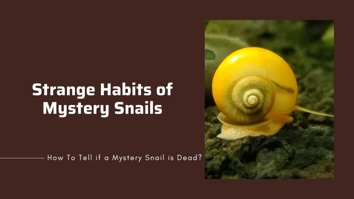 mystery snails habits mystery snails habits