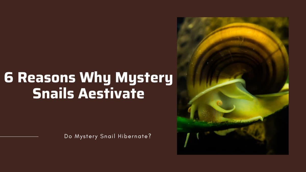 why do mystery snails aestivate?