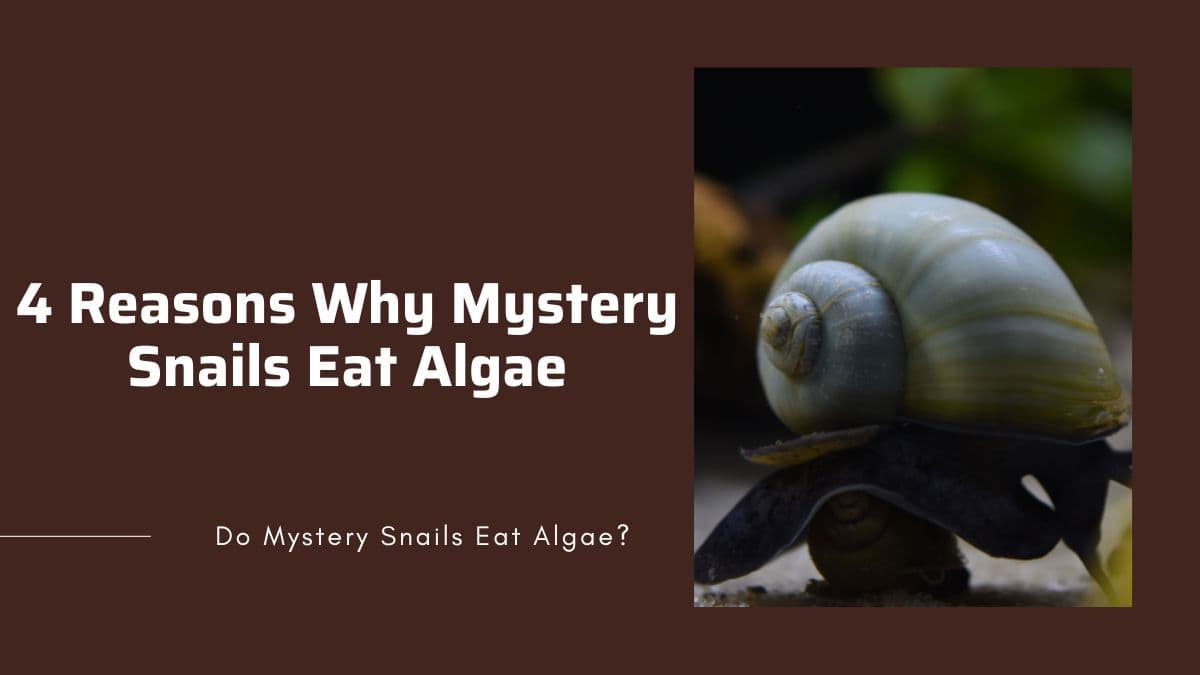 why mystery snails eat algae