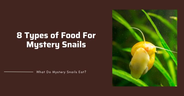 what to feed mystery snails