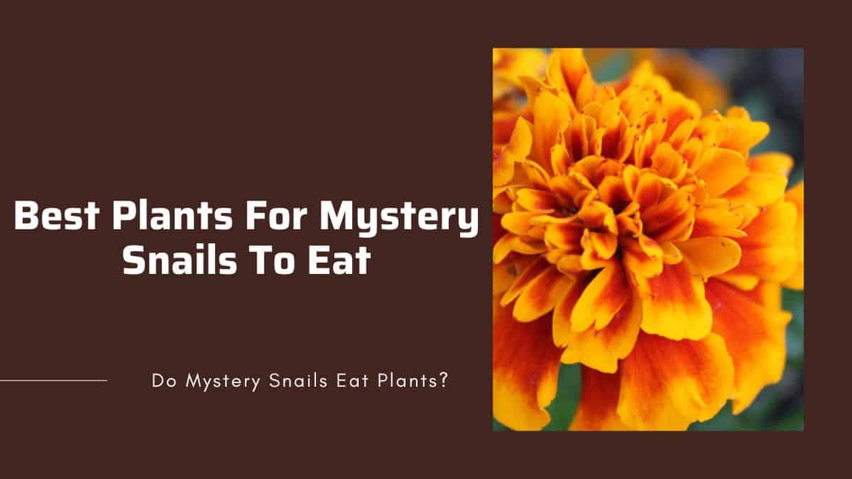 types of plants for mystery snails best plants for mystery snails