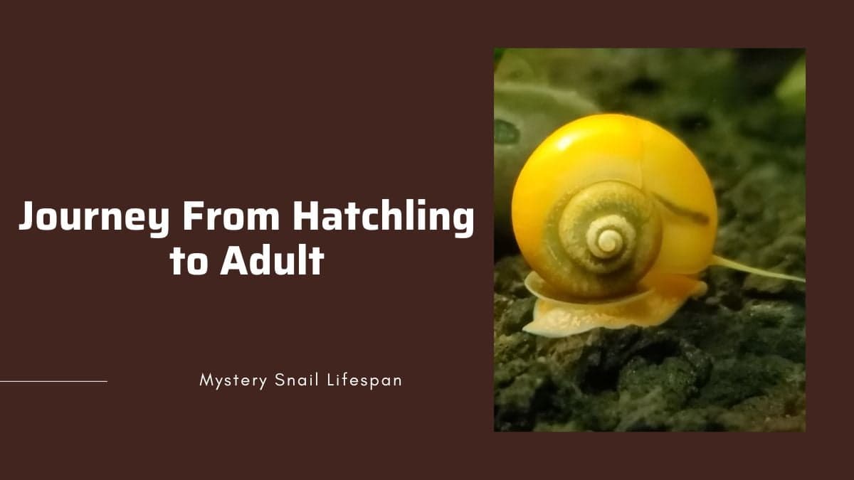 Growing stages of mystery snails the life cycle of mystery snails
