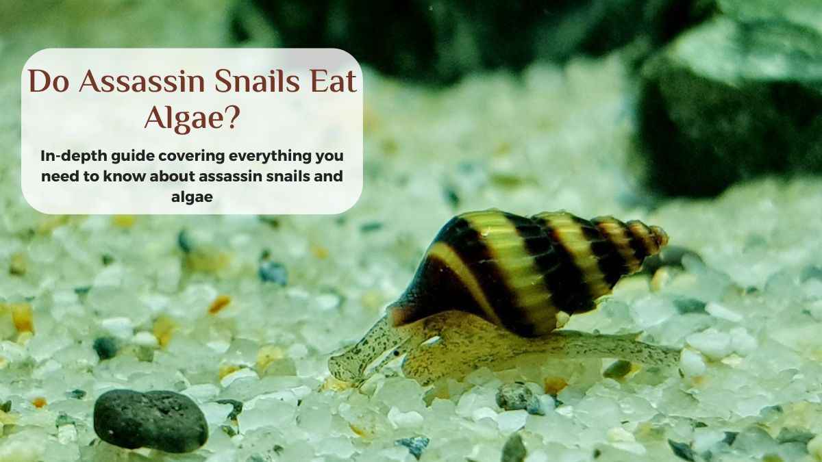 do assassin snails eat algae