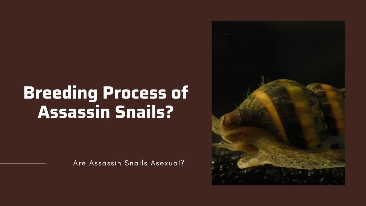 breeding process of assassin snails how to breed assassin snails