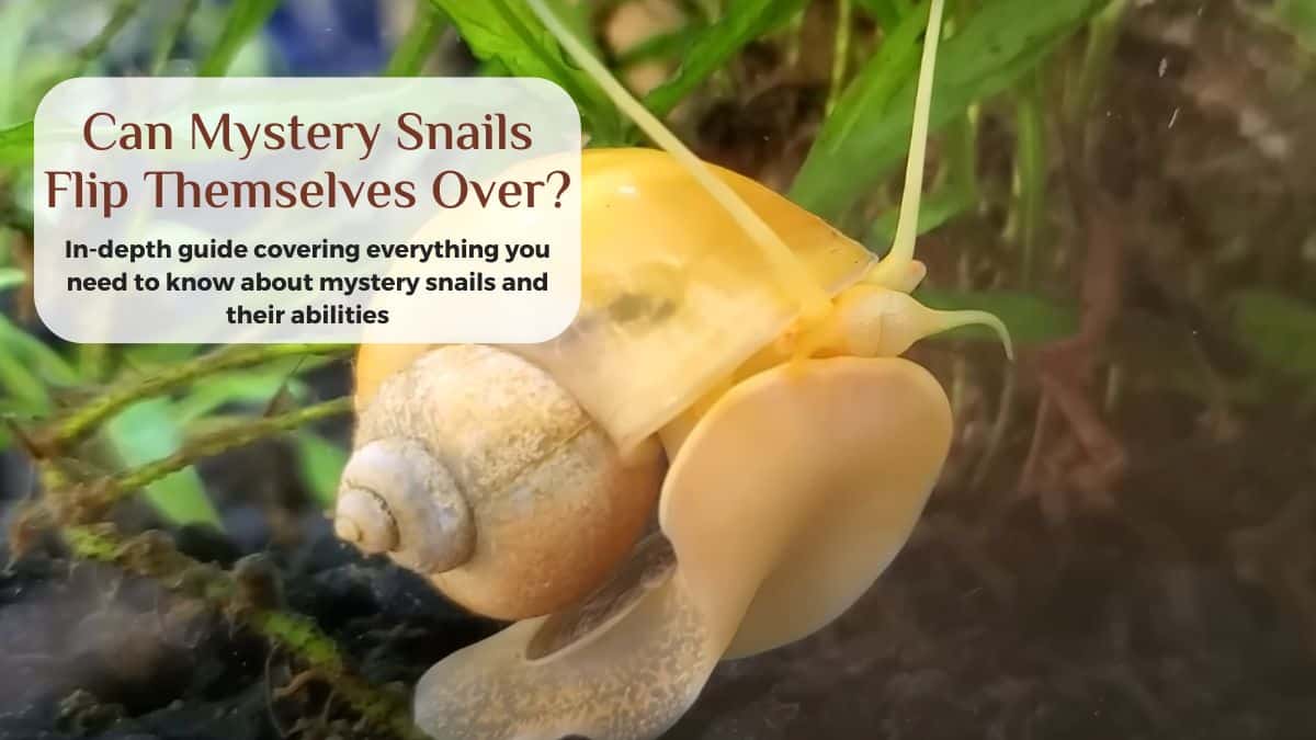 can mystery snails flip themselves over