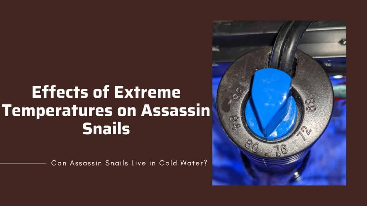 effects on assassin snails 5 effects of cold and warm temperatures on assassin snails