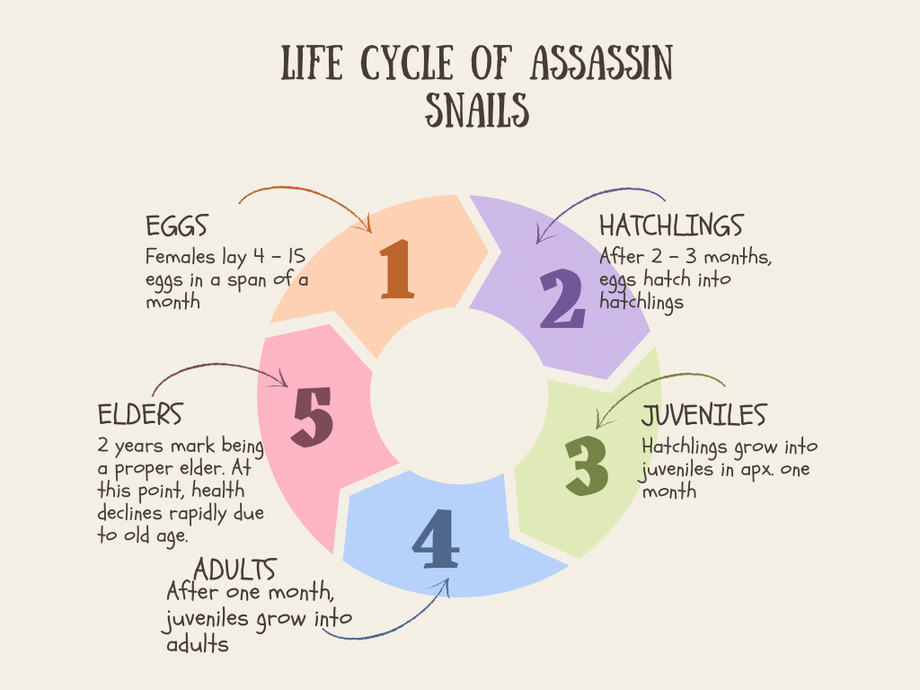life cycle of assassin snails chart describe the life cycle of assassin snails