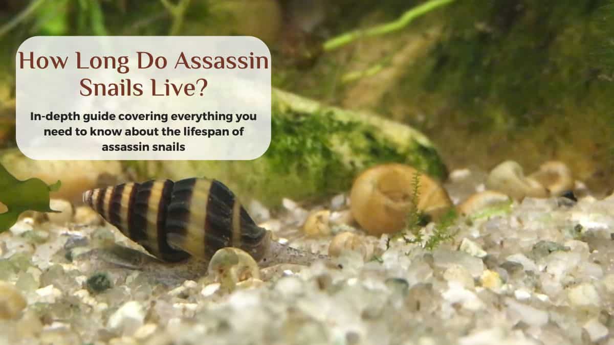 how long do assassin snails live