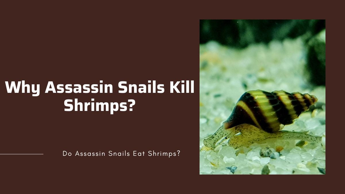reasons for hunting shrimps reasons why assassin snails kill and eat shrimps