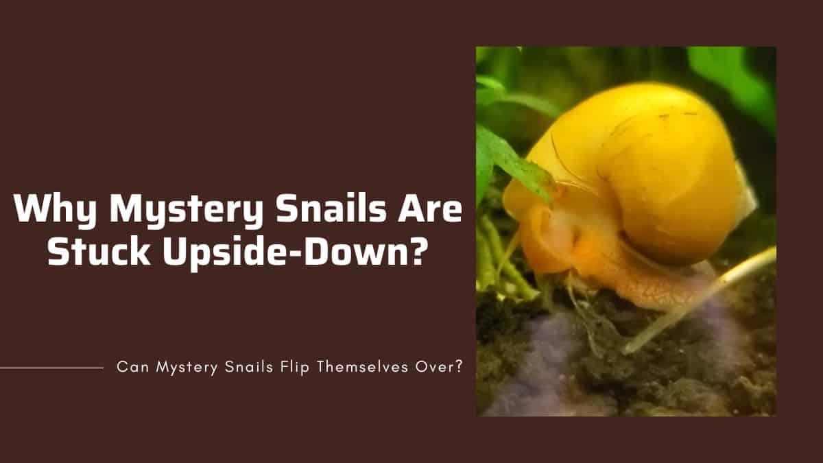 struggling to flip over main reasons why mystery snails are stuck upside-down