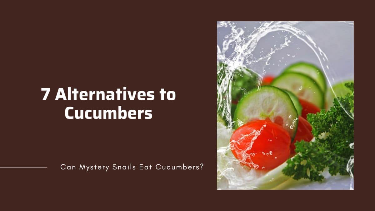 alternative vegetables to feed mystery snails instead of cucumbers