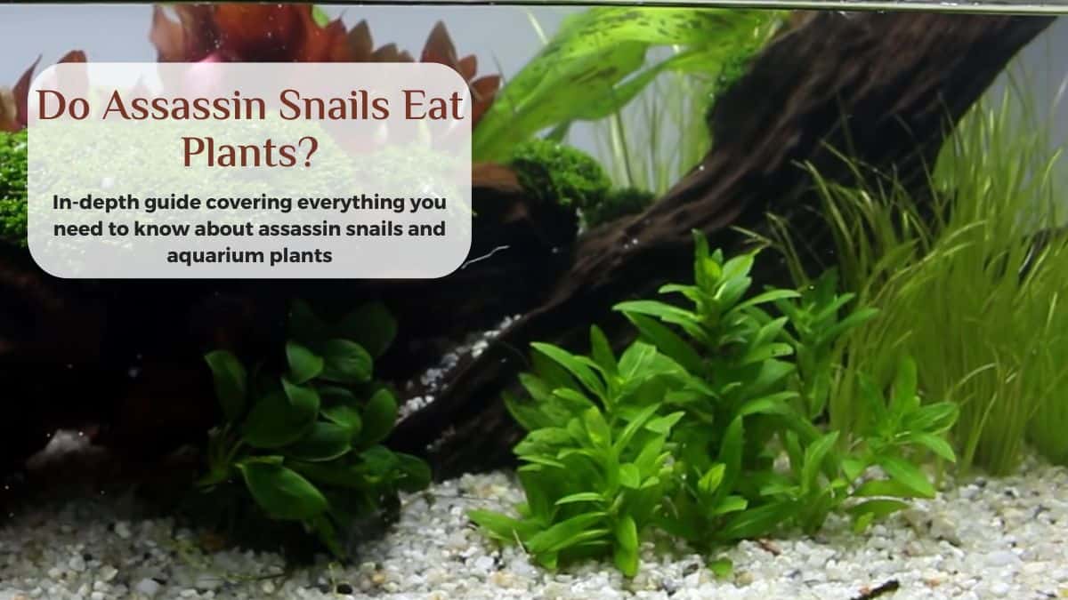 Do assassin snails eat plants