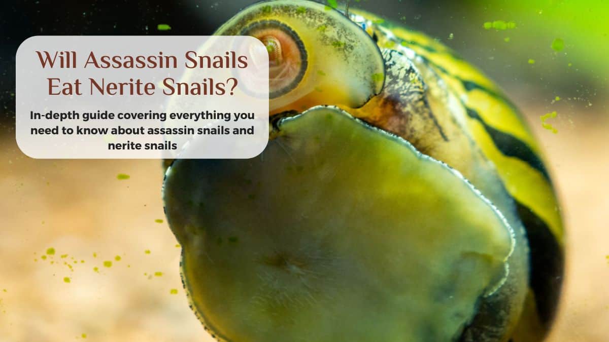 will assassin snails kill and eat nerite snails