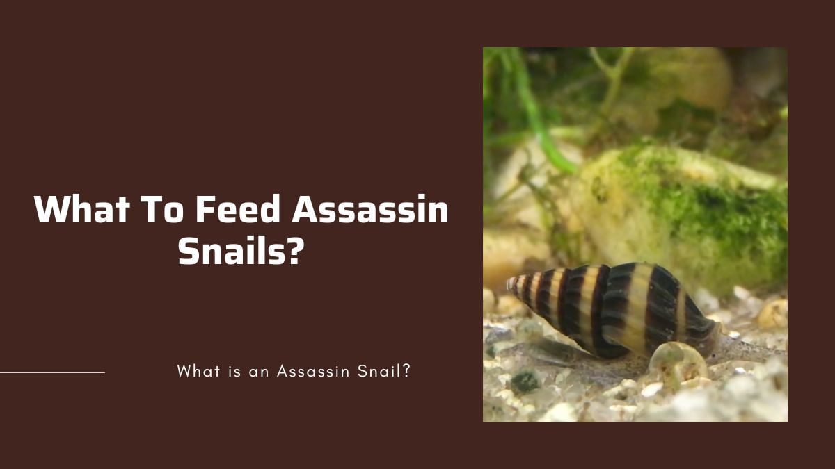 assassin snail's food nutritious food to feed assassin snails