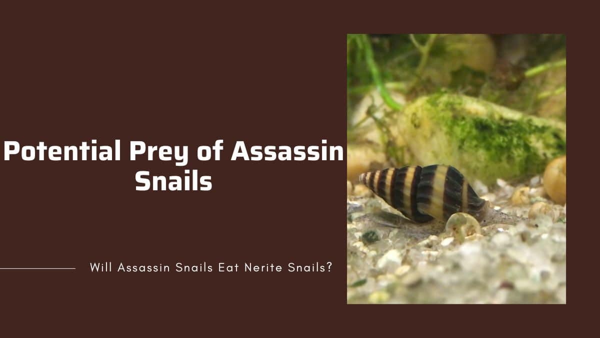 common prey of assassin snails 8 targeted preys by assassin snails