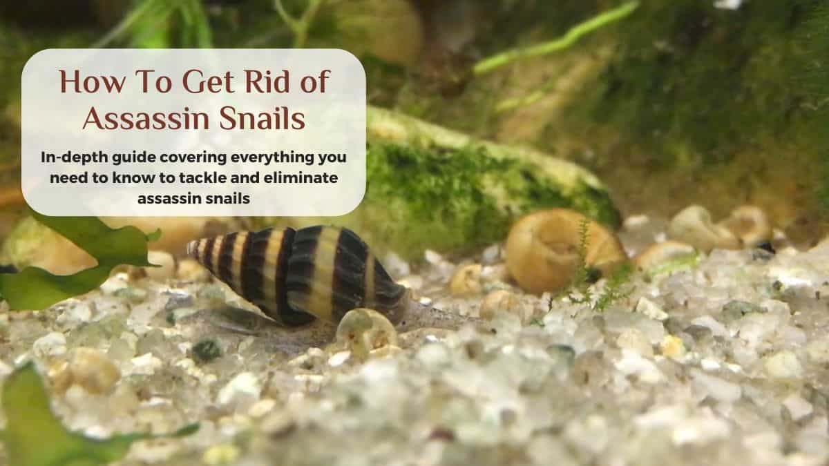 how to get rid of assassin snails