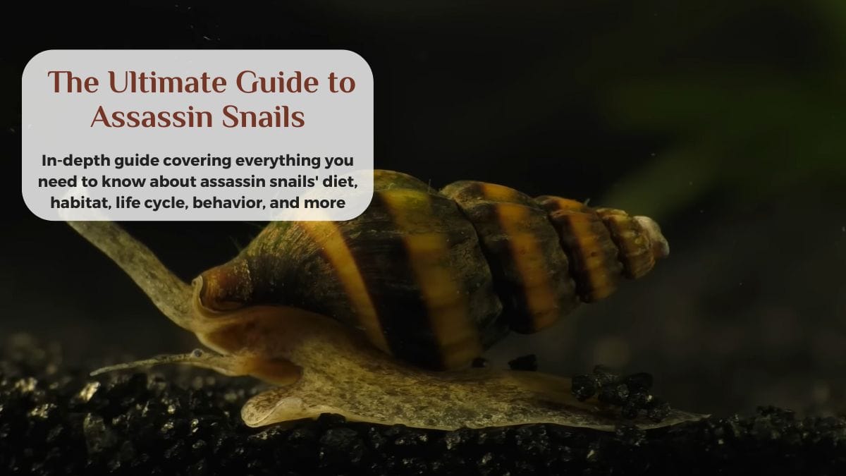 what is an assassin snail