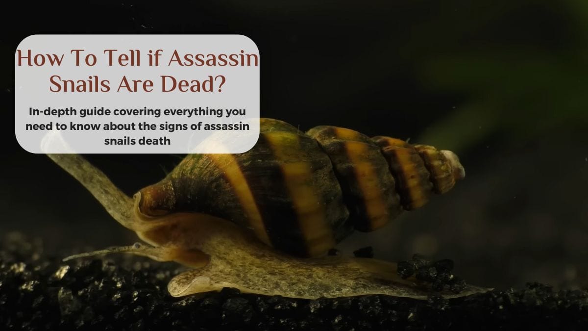 how to tell if assassin snails are dead