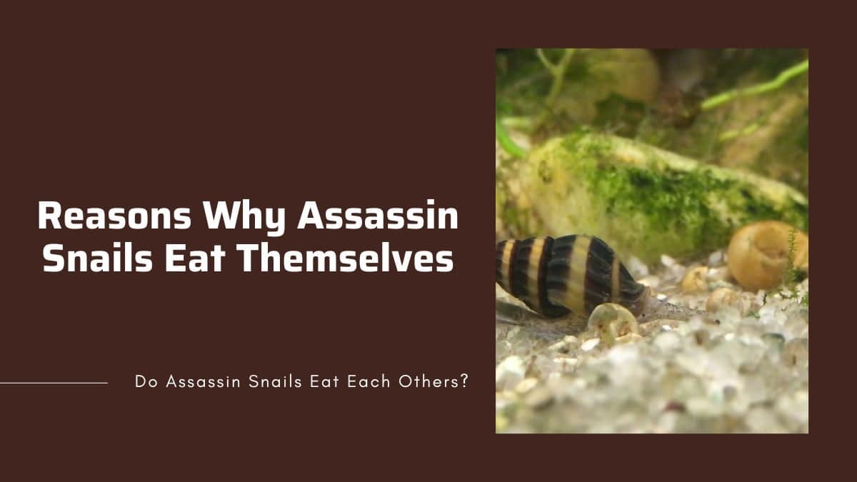 main reasons reasons why assassin snails eat themselves