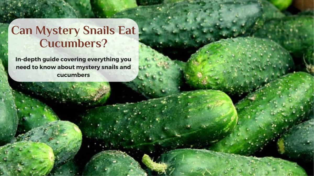 can mystery snails eat cucumbers