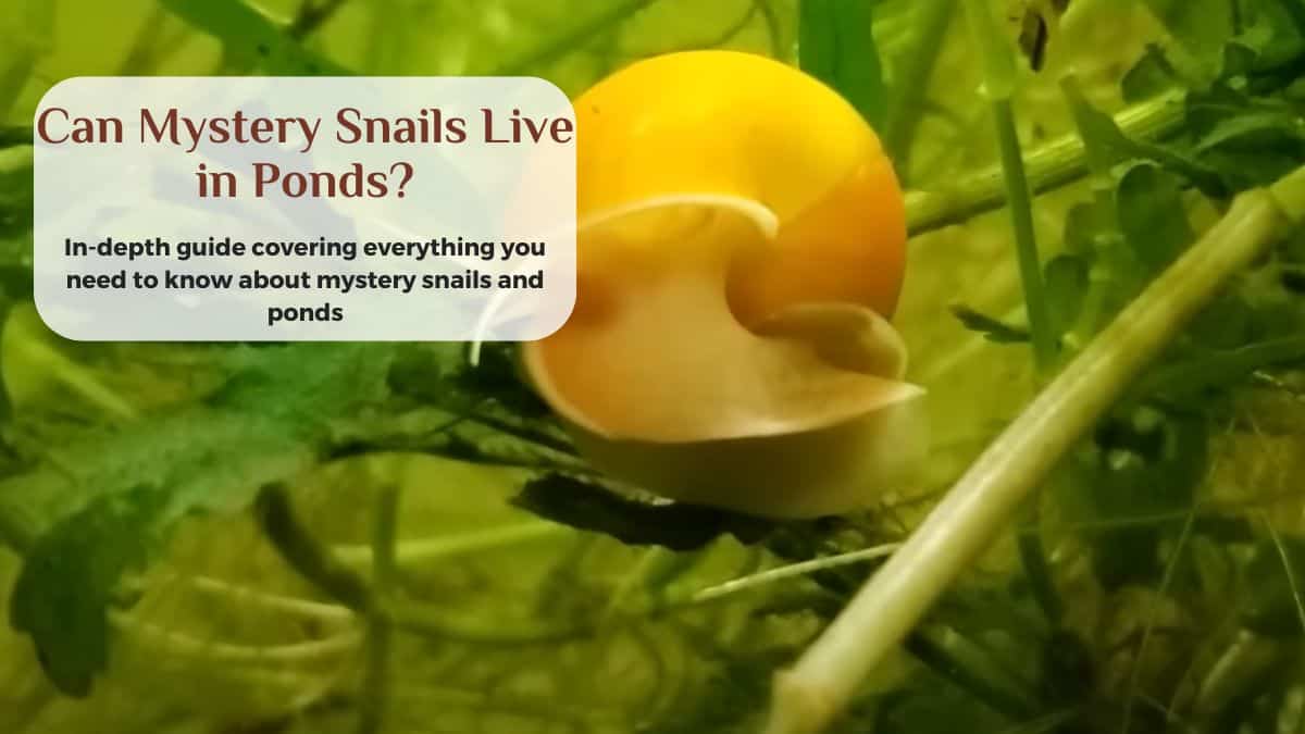 can mystery snails live in ponds