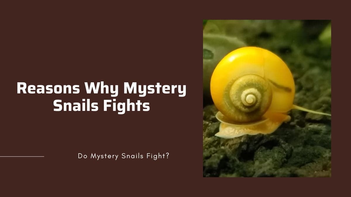 main reasons why mystery snails fight themselves