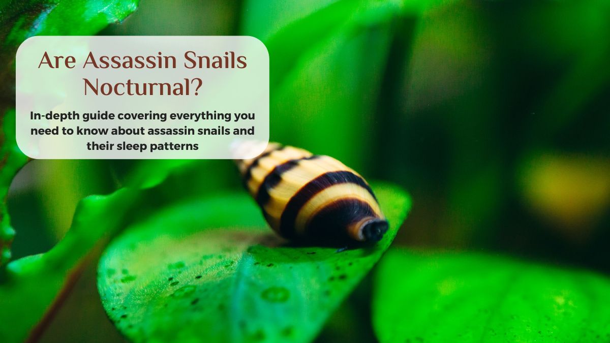 are assassin snails nocturnal