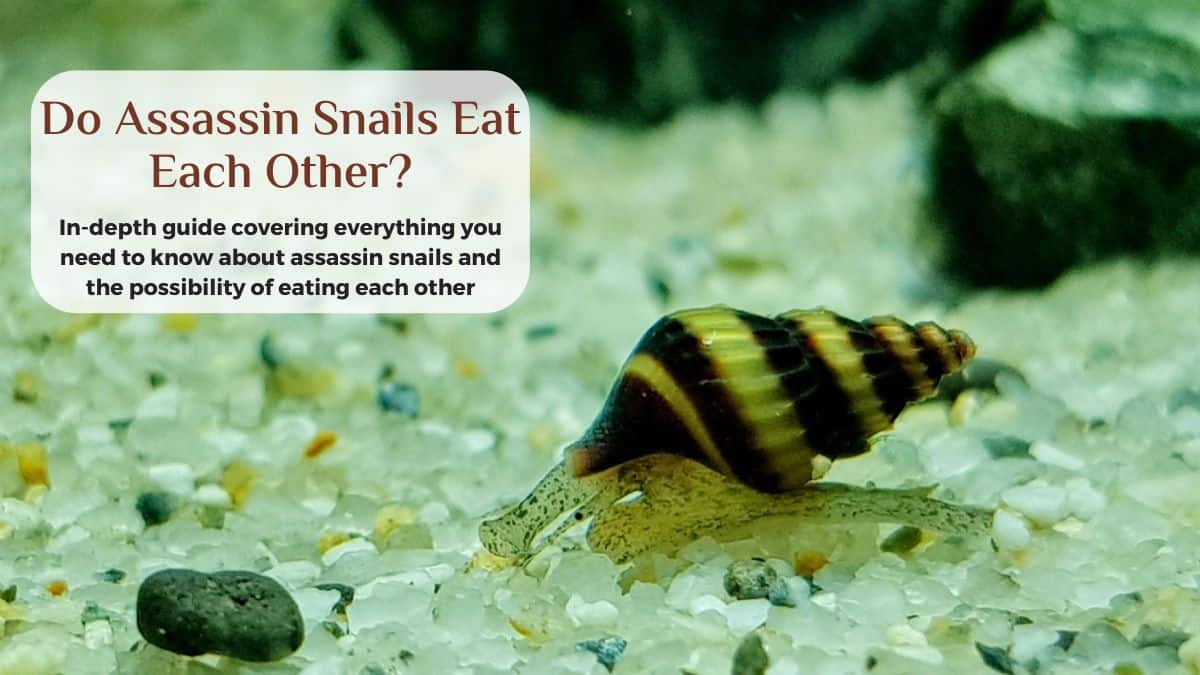 do assassin snails eat each other