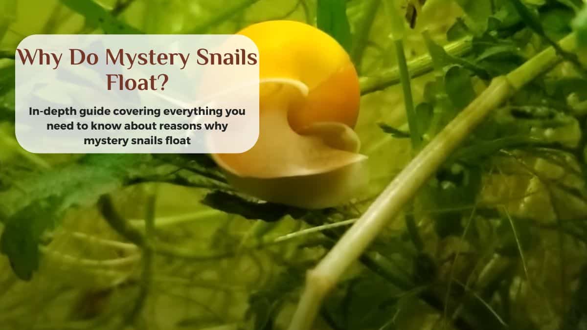 do mystery snails float