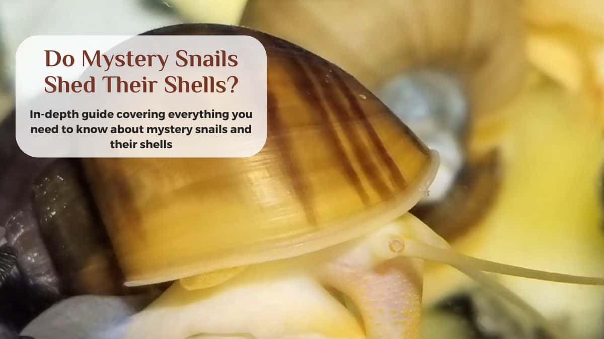 mystery snails do not shed their shells
