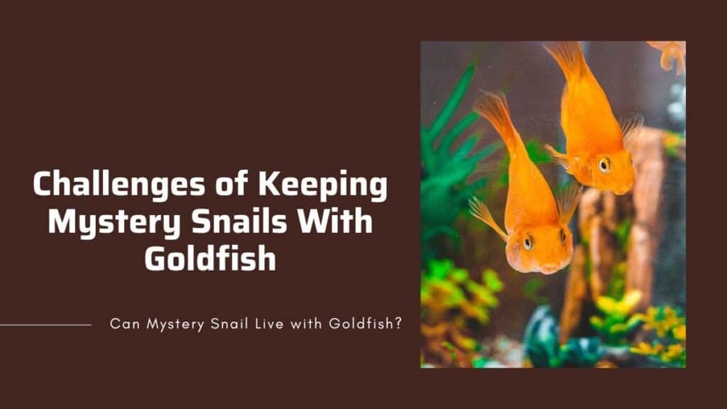 Picture of Can Mystery Snails Live With Goldfish? The Nasty Problems Of ...
