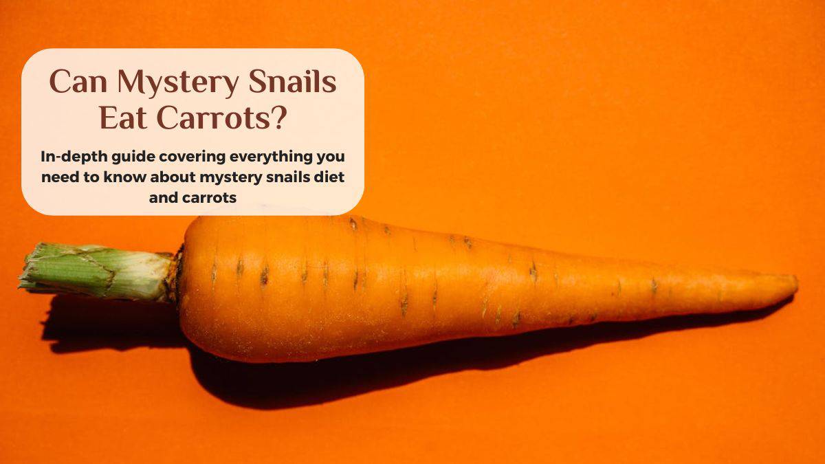 can mystery snails eat carrots