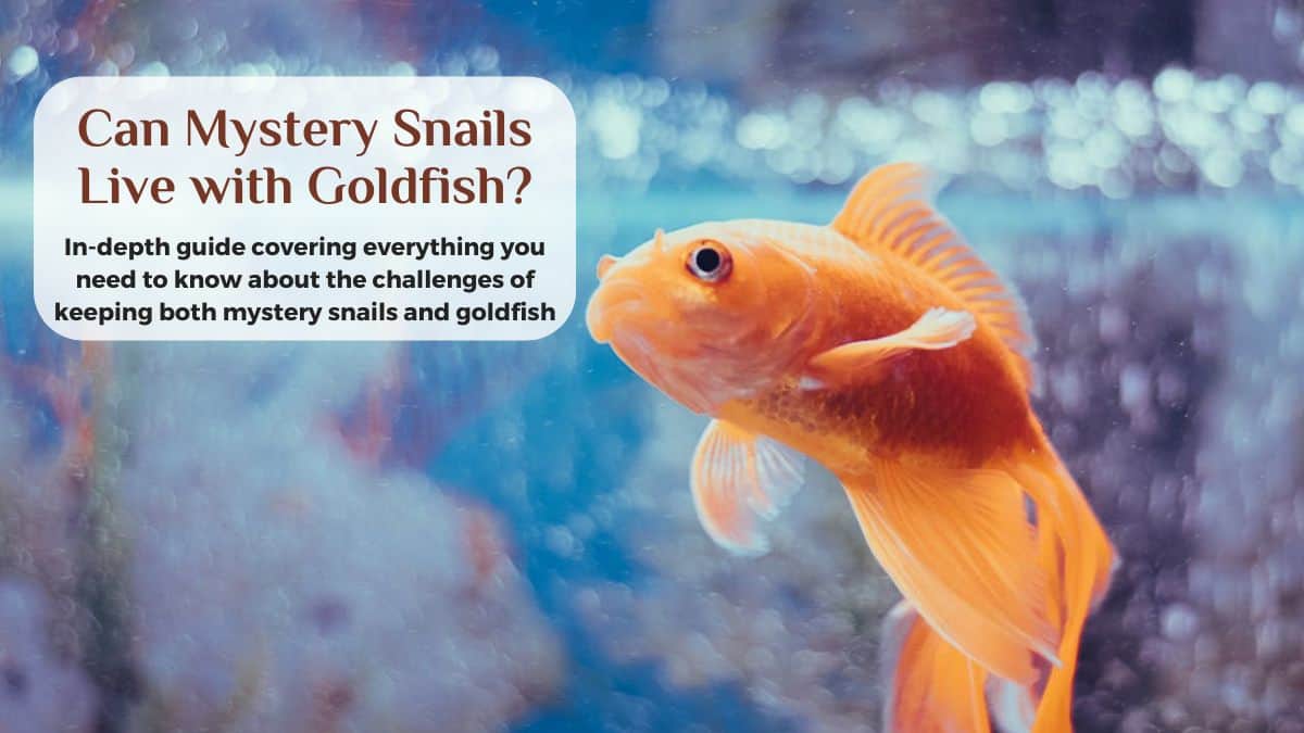 can mystery snails live with goldfish