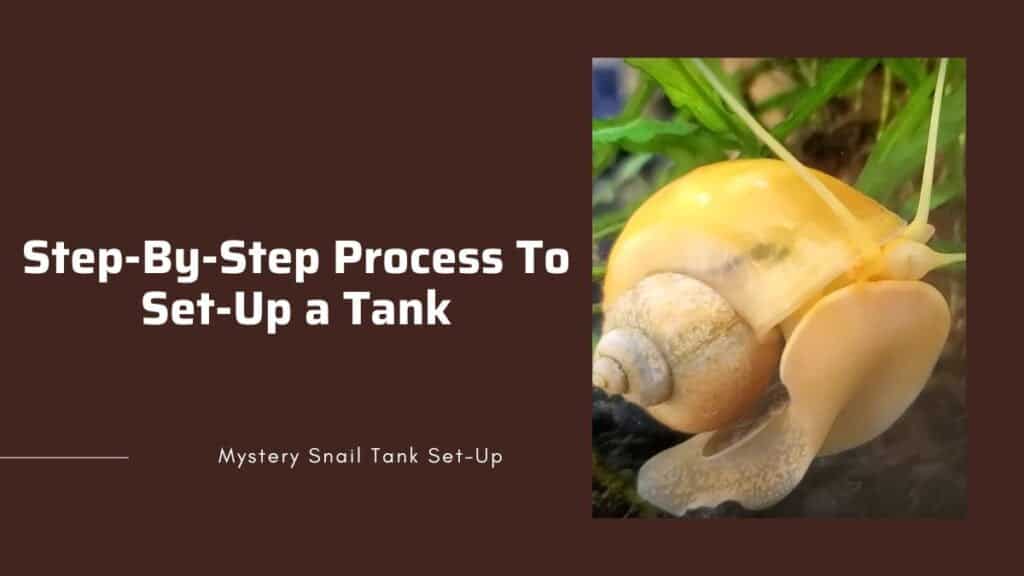 Mystery Snail Tank Setup: The Ultimate Step-By-Step Process! • Snail ...
