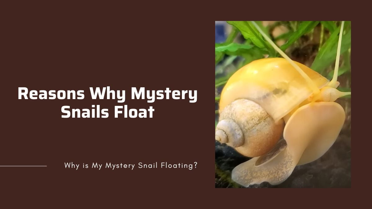 main reasons why your mystery snails are floating